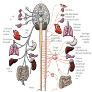 conexiones entre organos